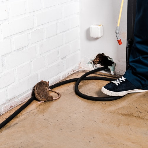 Rat Extermination